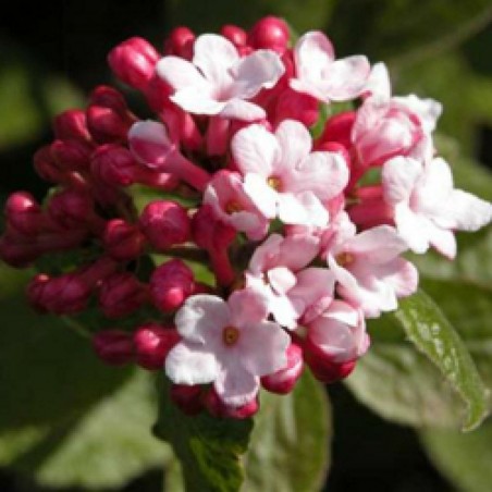 Viburnum x carlesii aurora