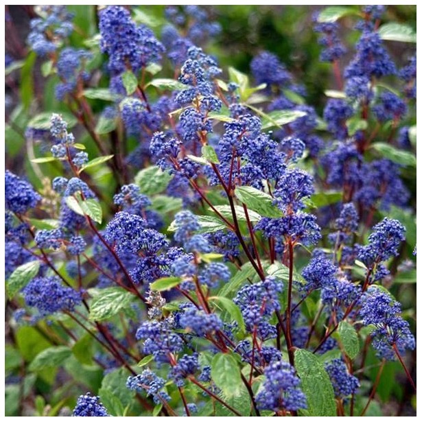 Ceanothus Henri Desfossé