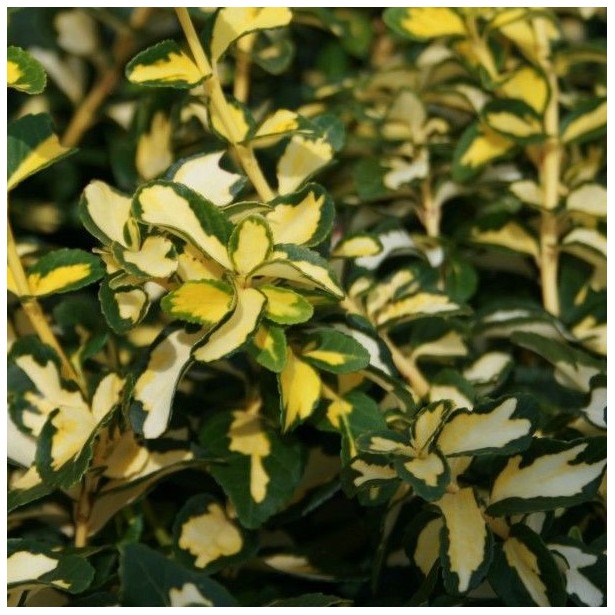 Euonymus blondy