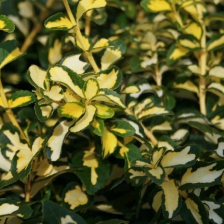 Euonymus blondy