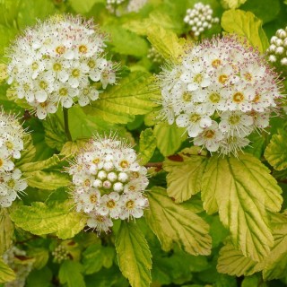 Physocarpus opulifolius dart's gold