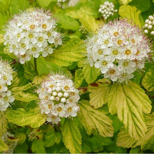 Physocarpus opulifolius dart's gold