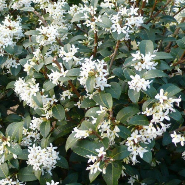 Osmanthus x burkwoodii