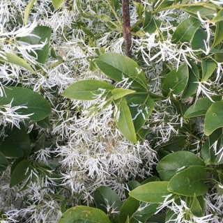 Chionanthus virginicus