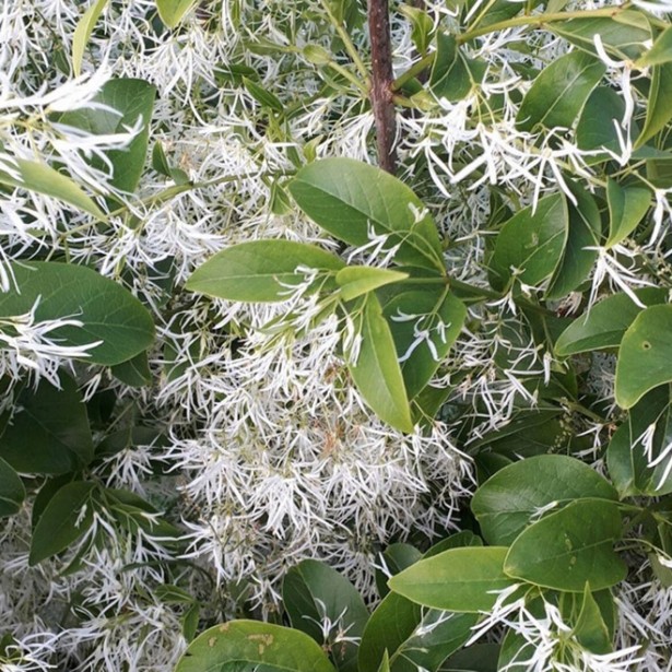 Chionanthus virginicus
