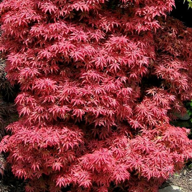 Acer palmatum Skeeters Broom