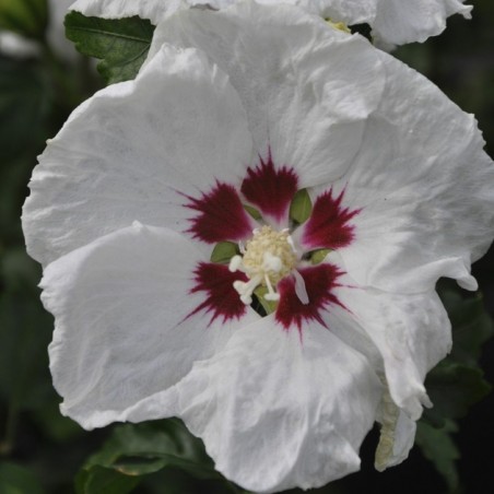 Hibiscus syriacus red heart