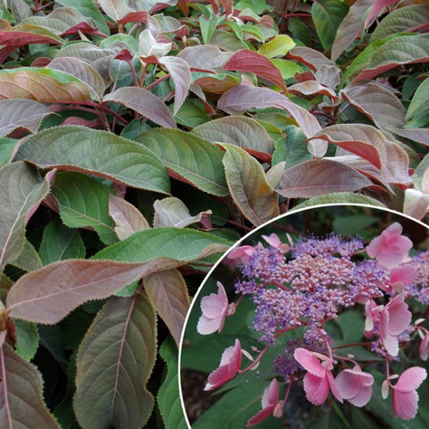 Hydrangea aspera hot chocolate
