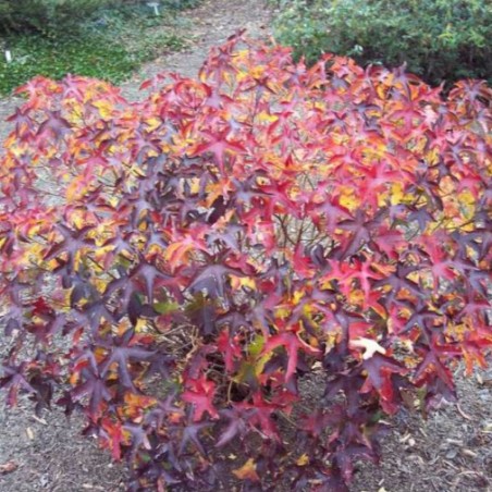 Liquidambar Gumball