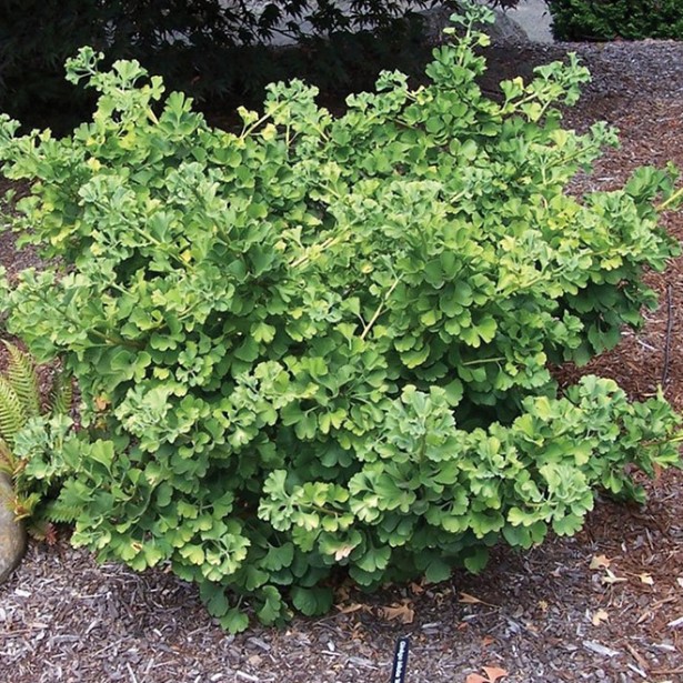 Ginkgo biloba mariken