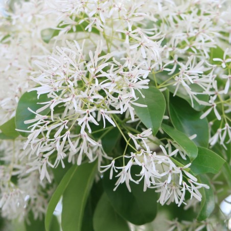 Chionanthus retusus