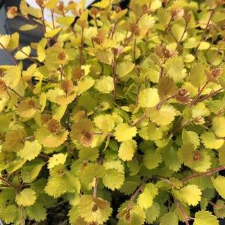 Betula golden treasure