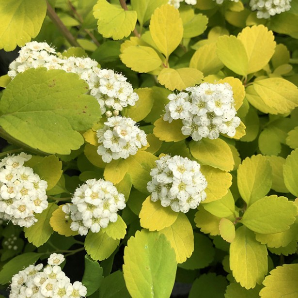 Spirea betulifolia tor gold