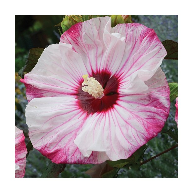 Hibiscus moscheutos summerific Cherry Cheesecake