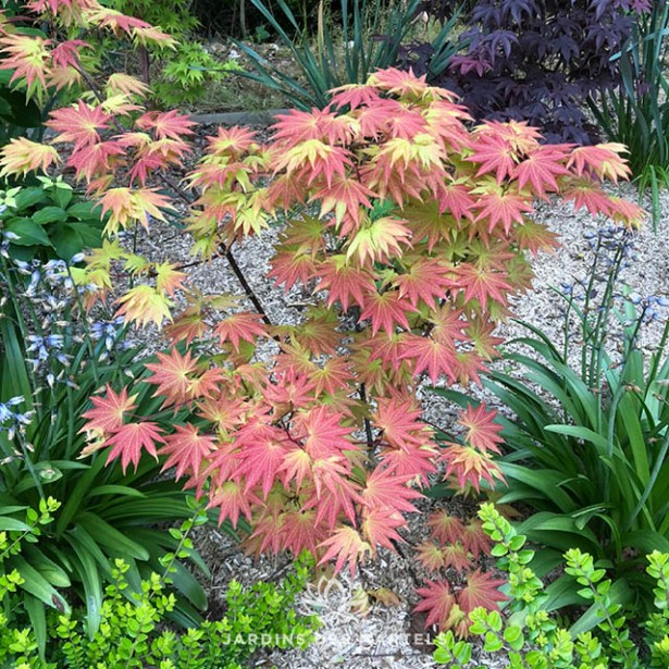 Acer shiraswanum moonrise