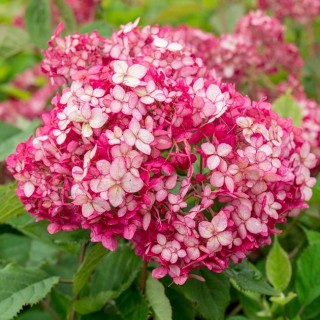 Hydrangea arborescens Ruby Annabelle