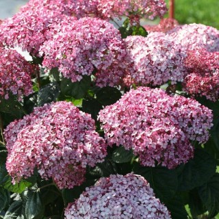 Hydrangea arborescens Sweet Annabelle