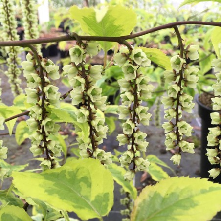 Stachyurus chinensis Joy Forever