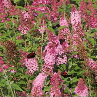 Buddleia pink panther