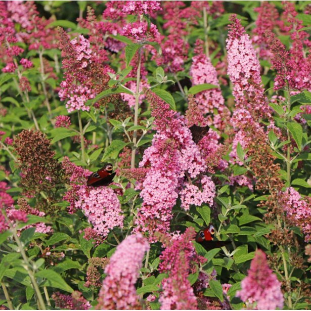 Buddleia pink panther