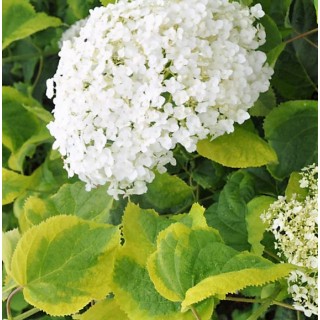 Hydrangea arborescens Golden Annabelle