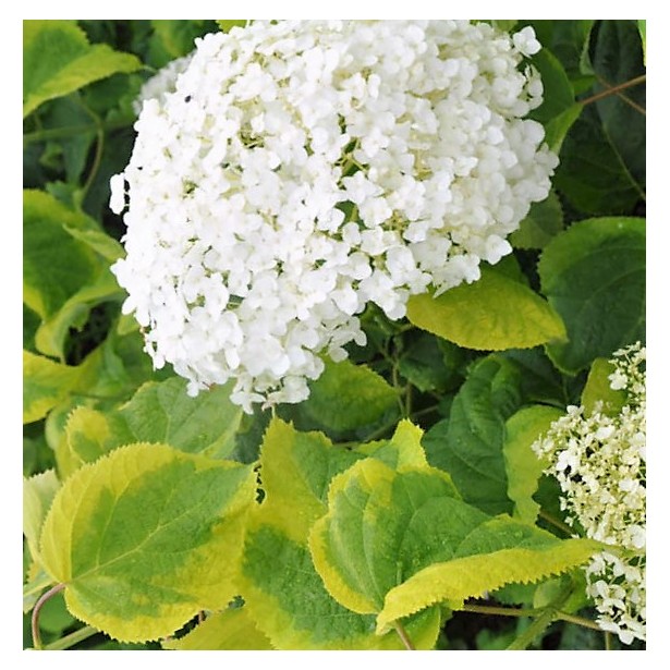 Hydrangea arborescens Golden Annabelle