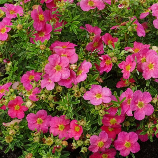 Potentilla bellisima