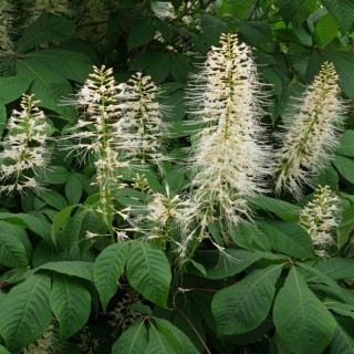 Aesculus parviflora