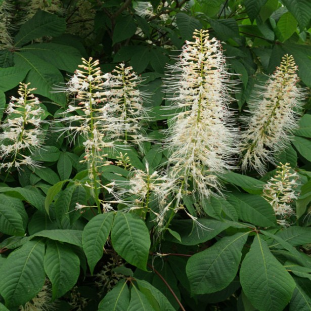 Aesculus parviflora