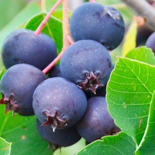 Amélanchier Saskatoon berry