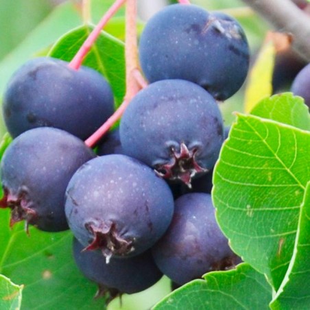 Amélanchier Saskatoon berry