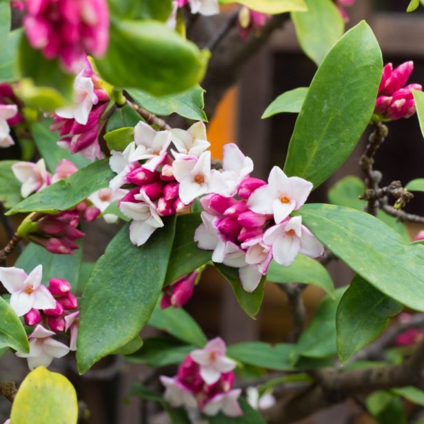 Daphne perfume princess