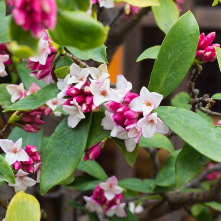 Daphne perfume princess