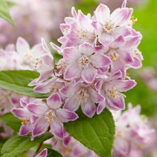 Deutzia raspberry sundae