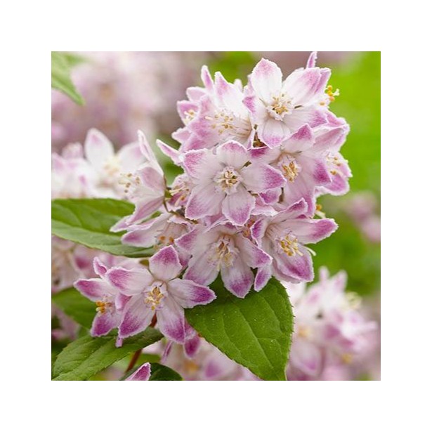 Deutzia raspberry sundae