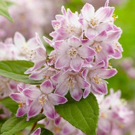 Deutzia raspberry sundae
