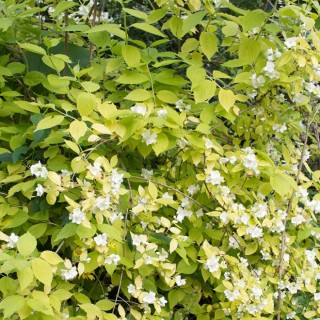 Morus rotundiloba mojo berry