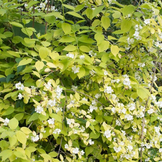 Morus rotundiloba mojo berry