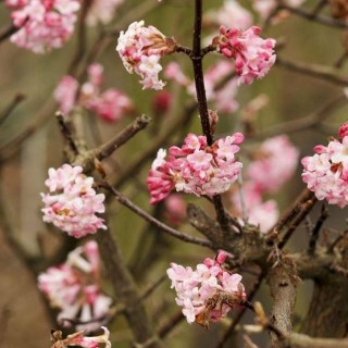 Viburnum bodnantense Charles Lamont