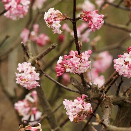Viburnum bodnantense Charles Lamont