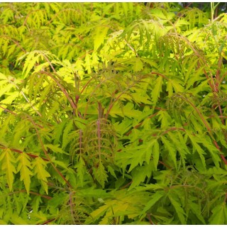 Rhus typhina Tiger Eyes