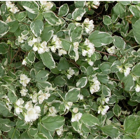 Philadelphus coronarius Variegatus