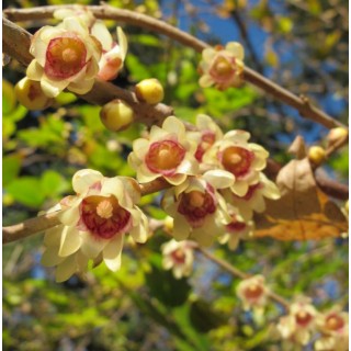 Chimonanthus praecox
