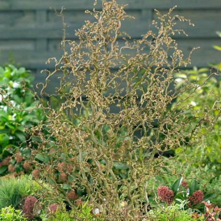 Corylus avellana twister