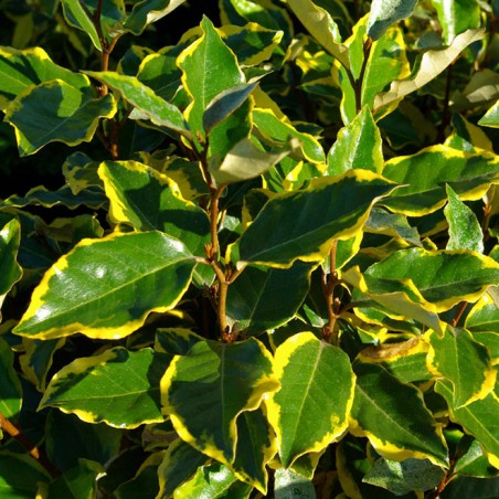 Elaeagnus ebbingei viveleg