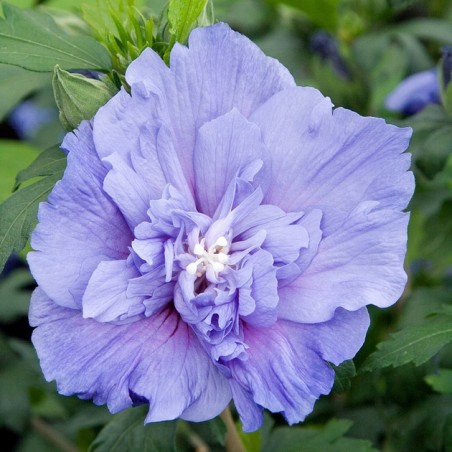 Hibiscus syriacus blue chiffon