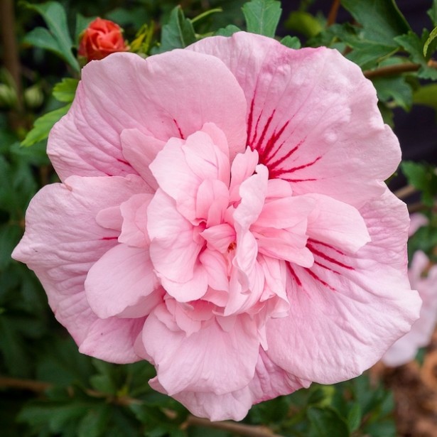 Hibiscus syriacus pink chiffon