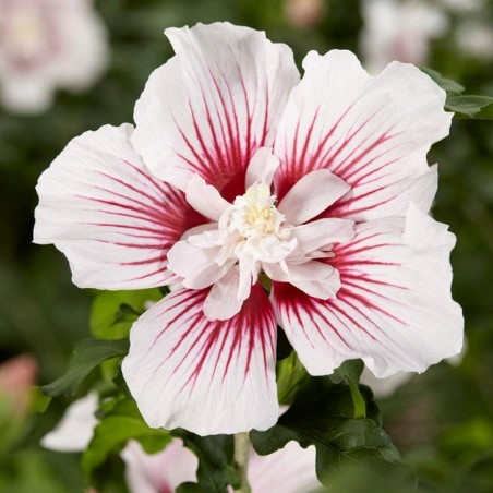 Hibiscus syriacus starburst chiffon