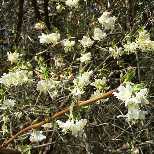 Lonicera fragrantissima