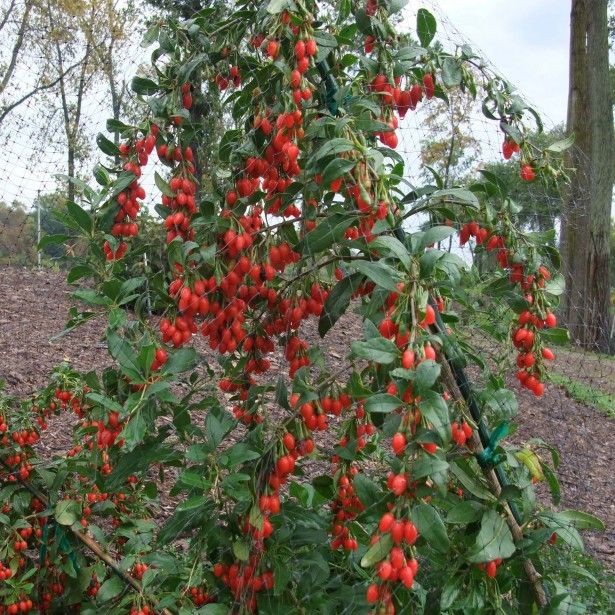 Lycium barbarum big lifeberry